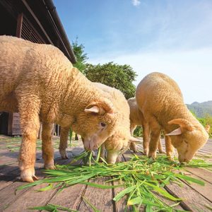 FurHealthy Omega Capsules