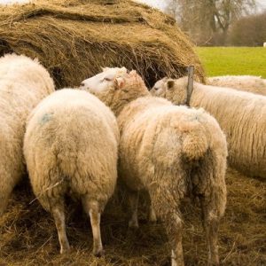 PuppyCare Dental Chews