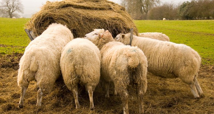 PuppyCare Dental Chews