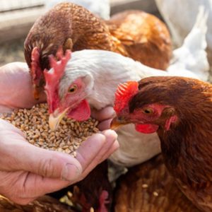 FurFix Tear Stain Remover